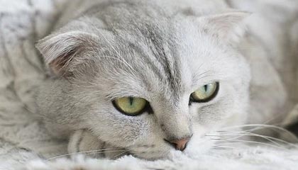 温岭2026年最新杭州高端商务伴游招聘网渠道分享(最方便真实的温岭茉莉伴游伴游天下全国联盟方法)