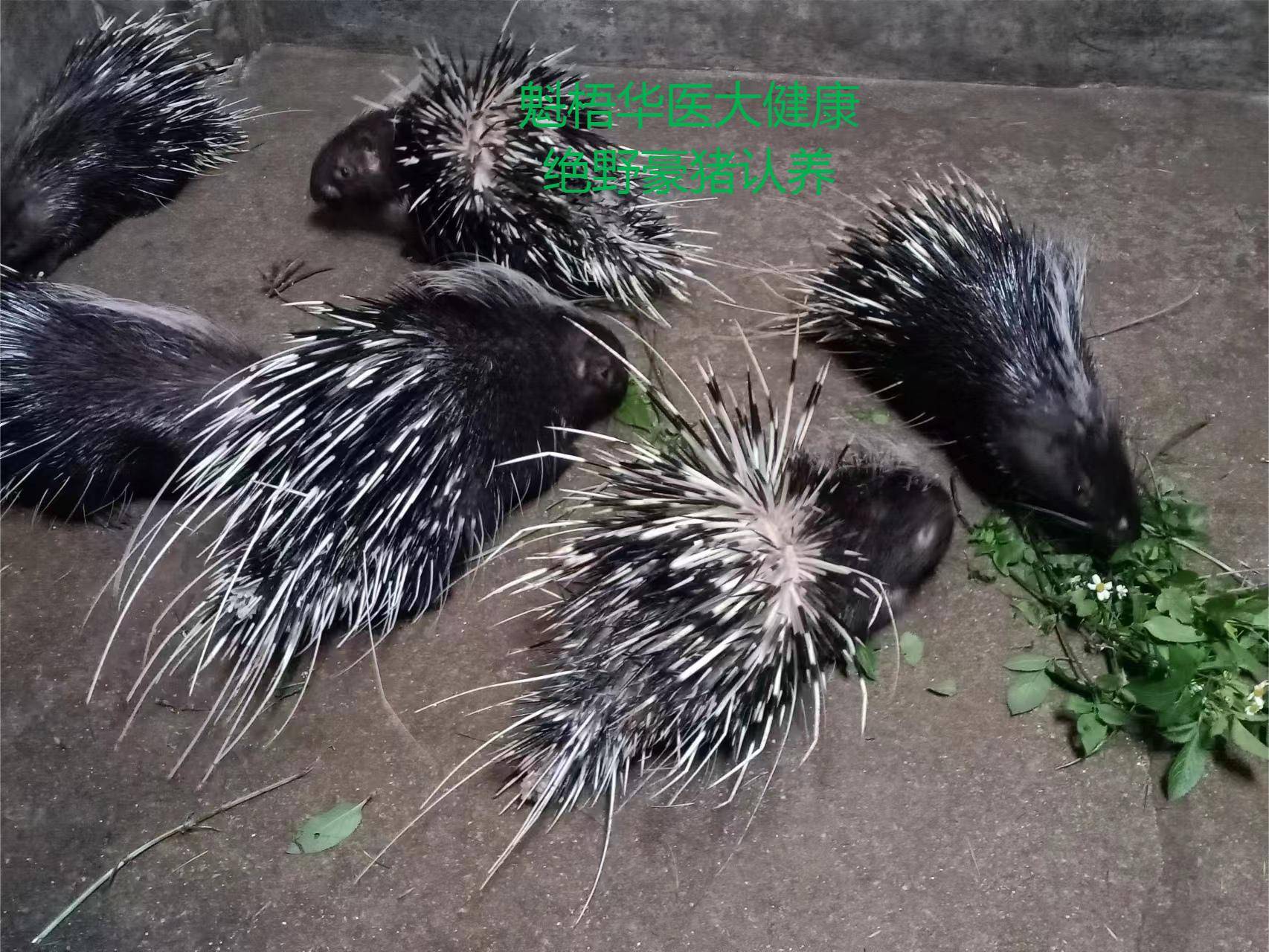 最新豪猪回收商家方法分析(最方便真实的温岭豪猪卖去什么地方方法)
